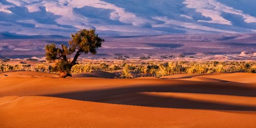 Australian Desert